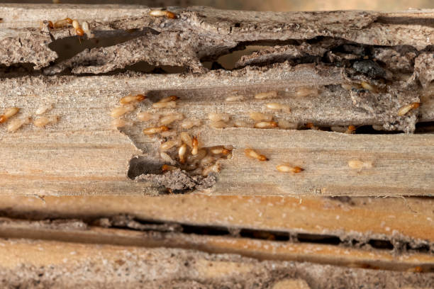 Best Wasp Removal Services  in Lemoyne, PA